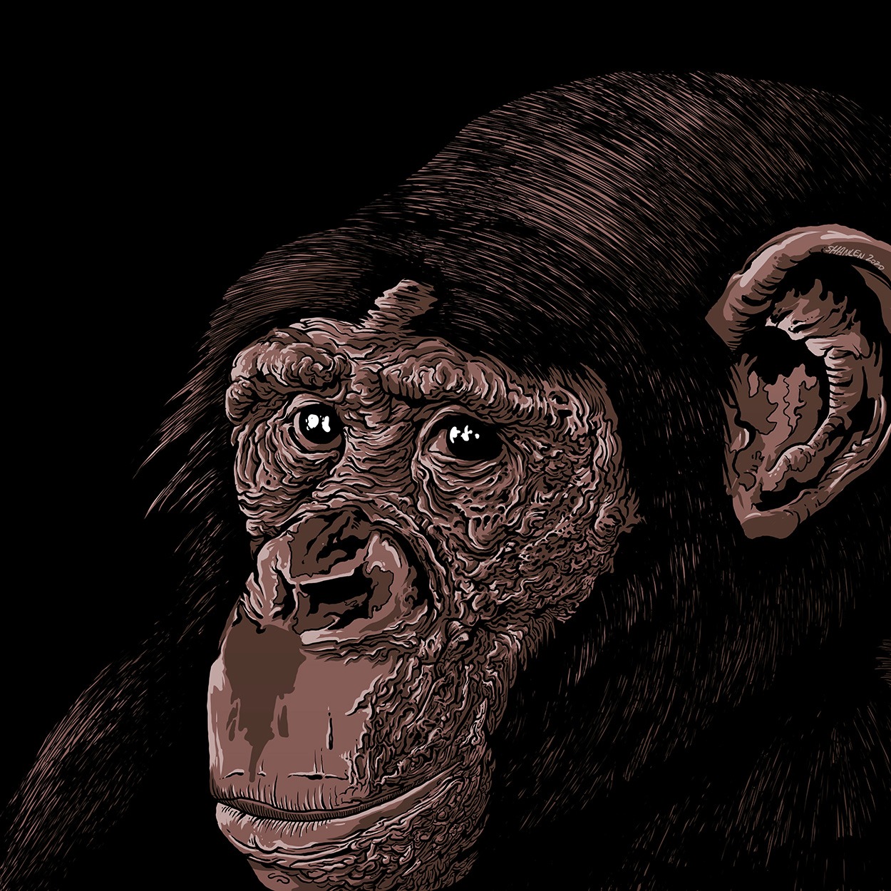 thinking monkey