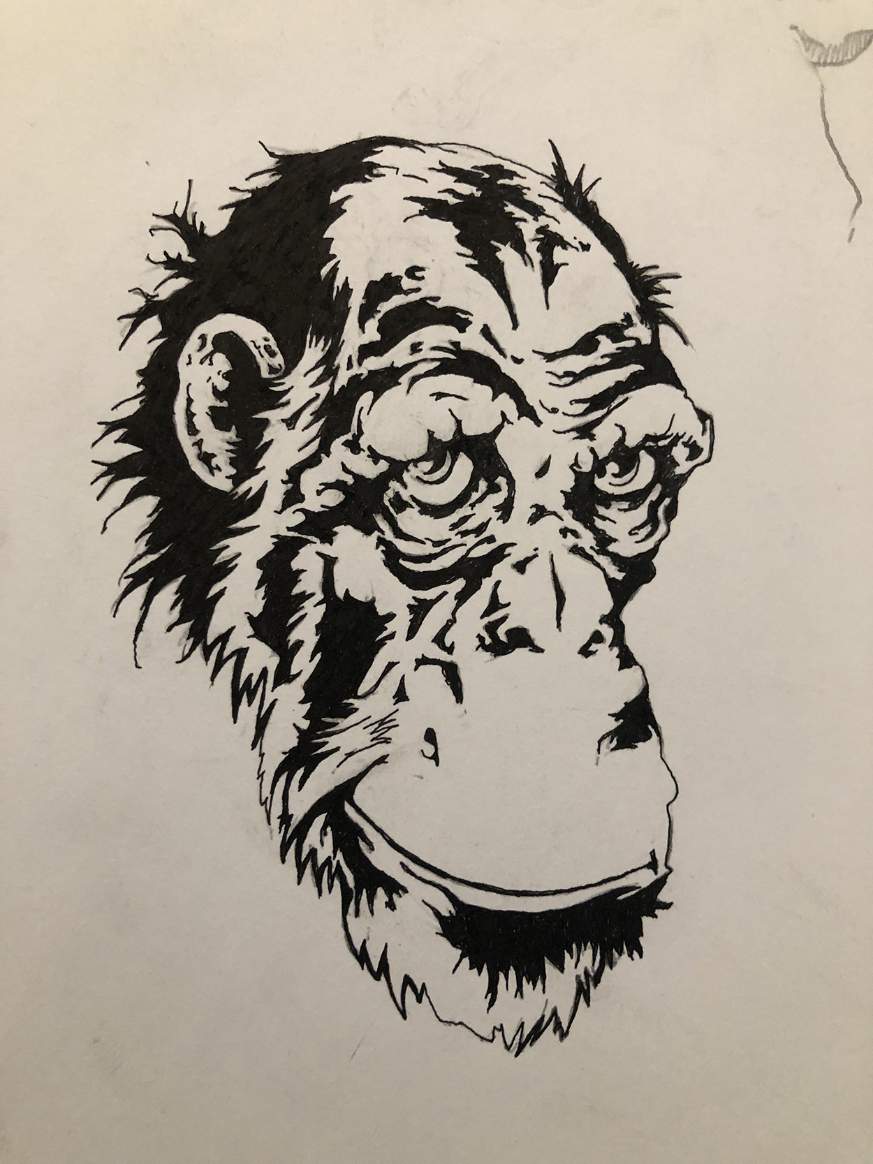 wise-monkey